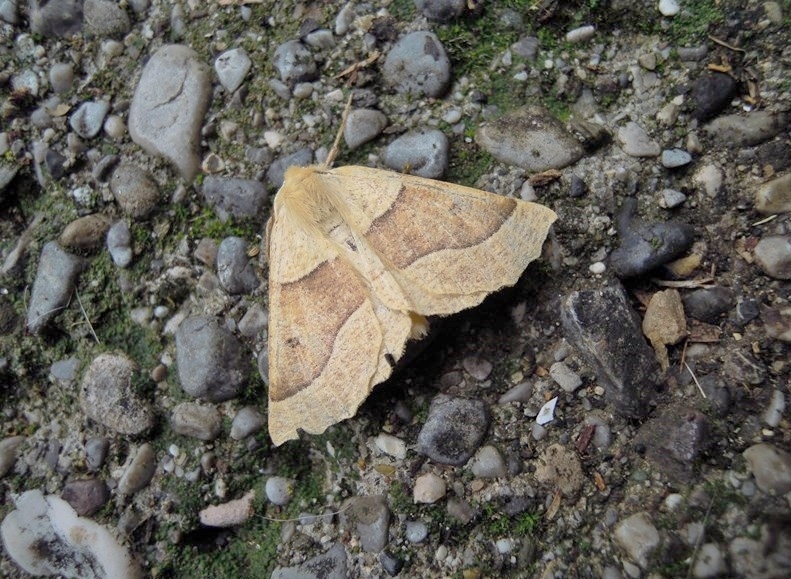 Crocallis elinguaria, Geometridae